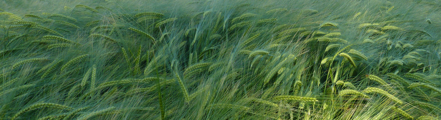 Field of oats