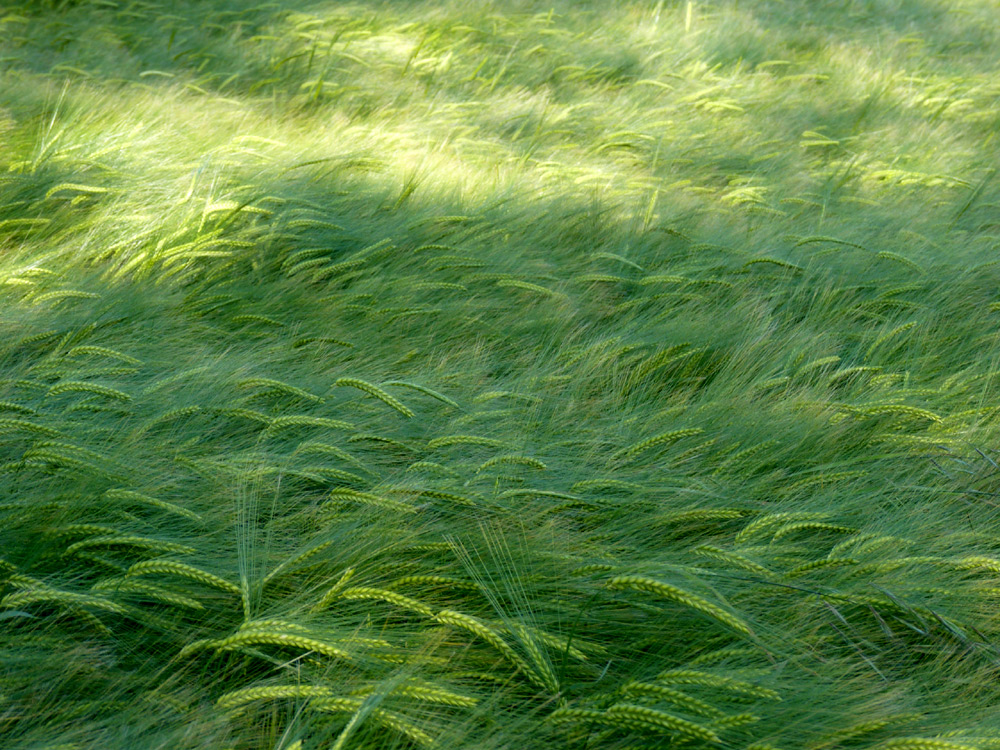 Field of oats