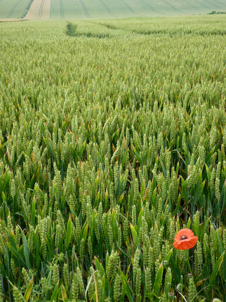 Yorkshire poppy