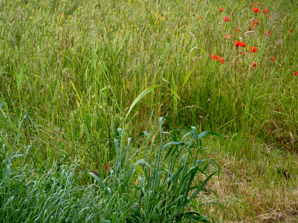 Yorkshire poppies