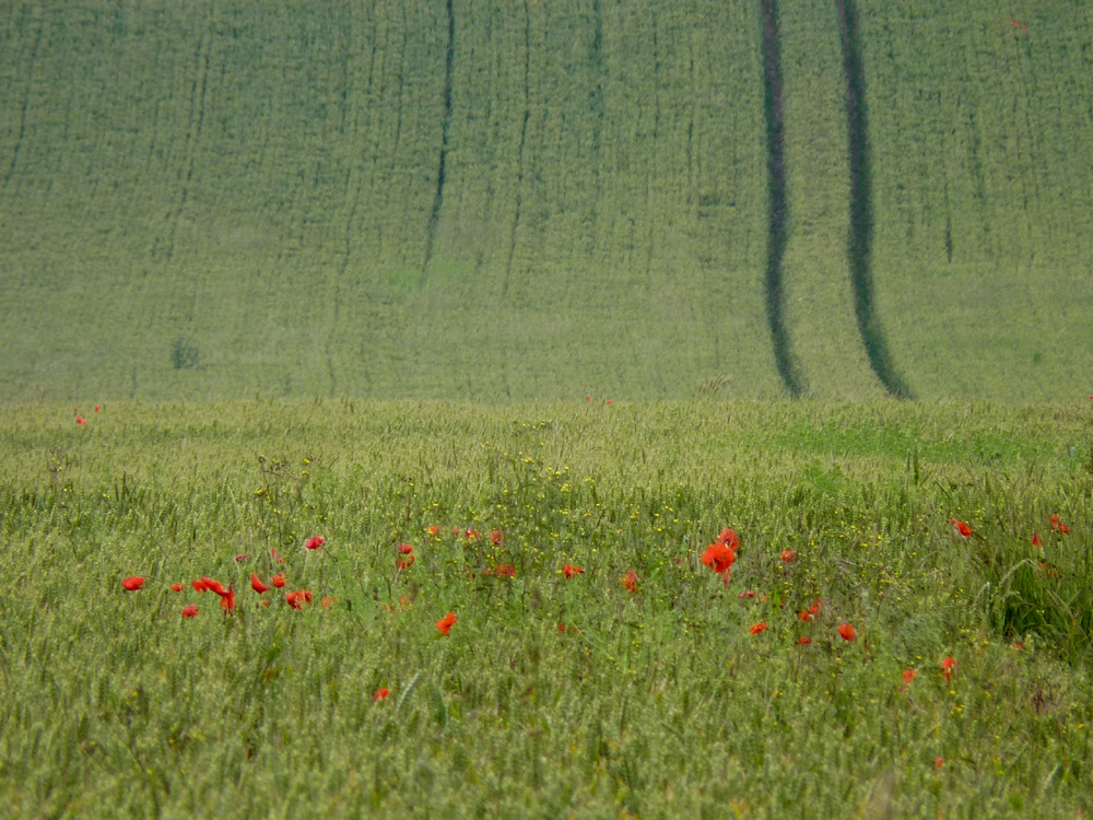 Yorkshire poppies