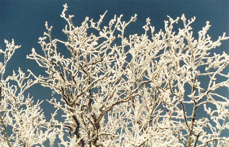 Snow / trees