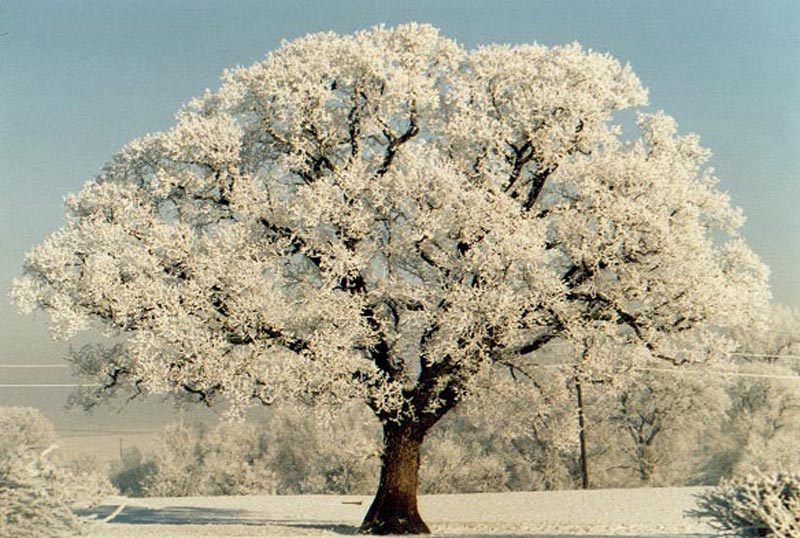 Snow / trees