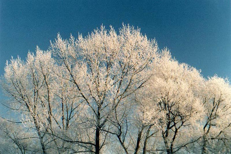 Snow / trees