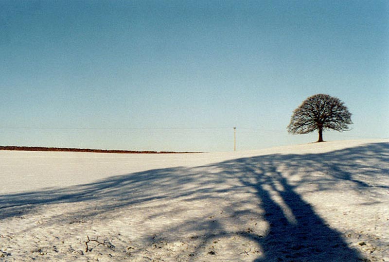 Hilly tree