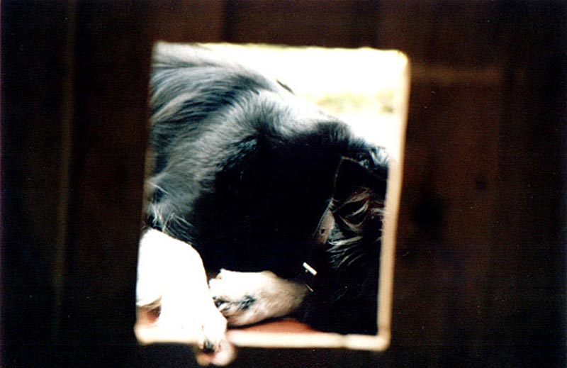 Dog through a cat flap