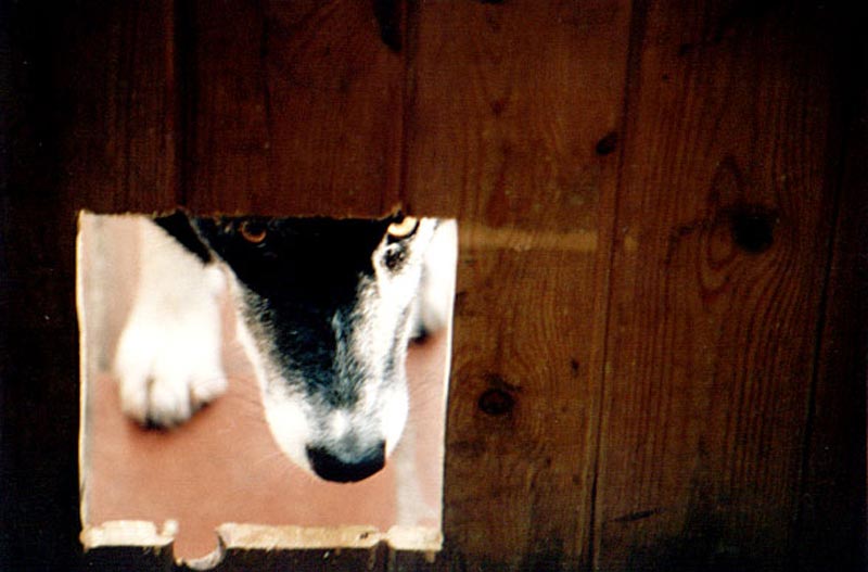 Dog through a cat flap
