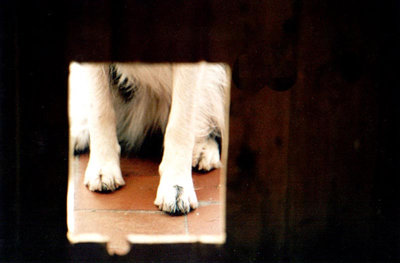 Dog through a cat flap