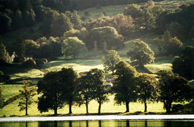 Coniston trees