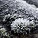 Select: Shed roof moss