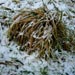 Select: Snowy grassy tuft