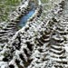 Select: Tractor tracks