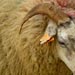Select: 2005-03-12-lambing-001