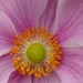 Select: Osteospermum flower [Sent: 44]