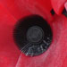 Select: Remembrance Day poppies