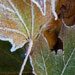 Select: Sycamore leaves [Sent: 86]