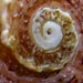 Select: Seashell photo [Sent: 11]