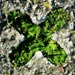 Select: Plants in a cross [Sent: 4]