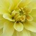 Select: Dahlia flower [Sent: 150]