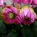 Select: Dahlia flowers [Sent: 68]