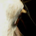 Select: 2006-09-30-horse-001