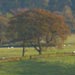 Select: Two trees