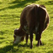 Select: 2009-10-12-cow01