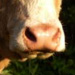 Select: 2009-10-12-cow03
