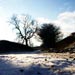 Snowy lane