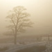 Select: Snowy tree