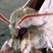 Select: 2010-06-17-moth2