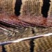 Select: 2010-07-03-044-pheasant-feathers