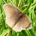 Select: 2010-07-03-045-butterfly