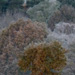 Cold morning