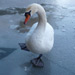 Select: 2010-12-19-snow018