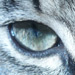 Select: 2011-01-24-cat002