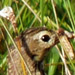 Select: Bird [Sent: 2]