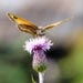 Select: 2011-08-20-butterfly