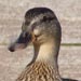 A duck, walking