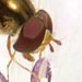 Select: Hoverfly, on a flower [Sent: 2]