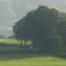 Select: September trees