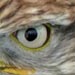 Select: 2011-09-25-raphael-falconry-02