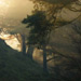Misty trees