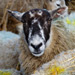 Select: Rainbow sheep [Sent: 12]