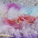 Rainbow sheep