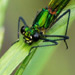 Select: Dragonfly [Sent: 6]