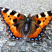 Select: Small Tortoiseshell [Sent: 14]