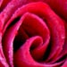 Select: Two roses [Sent: 368]