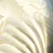 Select: old-113-swan